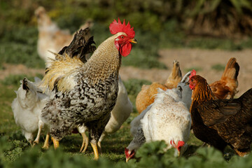 Rooster and hens.
