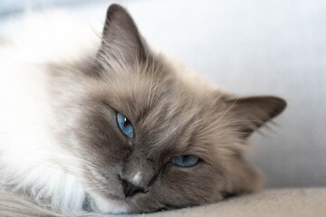 Chat Ragdoll endormi