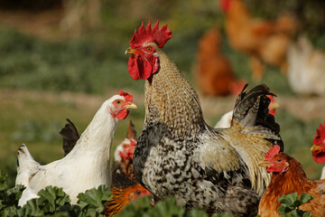 Rooster and hens.