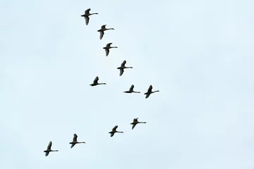 Fototapete Rund Flock of birds, swans flying in blue sky in V-formation © TRAVELARIUM