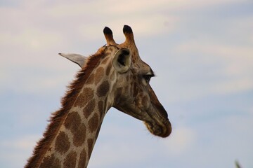 The Head of a Giraffe in Etosha Nationalpark
