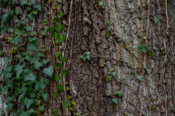 texture of the trees in the forest