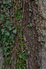 texture of the trees in the forest