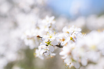 Branches of blossoming cherry macro with soft focus on gentle light blue sky background in sunlight with copy space.