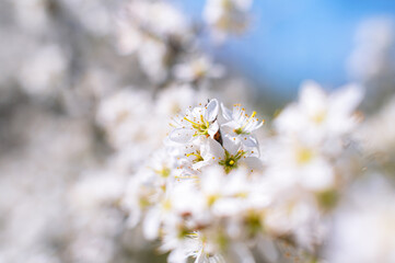 Branches of blossoming cherry macro with soft focus on gentle light blue sky background in sunlight with copy space.