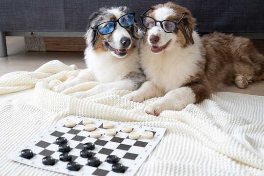 Two small Australian shepherd puppy dog with glasses play checkers
