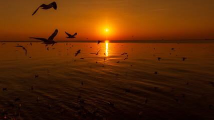 Sunset or evening time at sea or ocean with seagull bird flying.