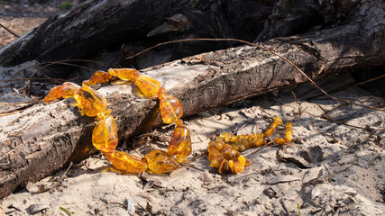 Luxurious glittering yellow amber beads hangs on an old trunk in the forest. Beauty in nature, ancient amber stone. 