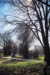 Bright spring greens at dawn in the forest. Nature comes to life in early spring.