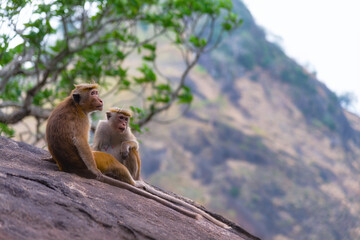 A couple of tonque macaque sitting on a rock, Sri Lanka
