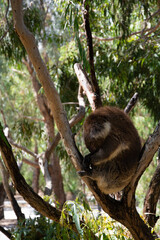koala in a tree
