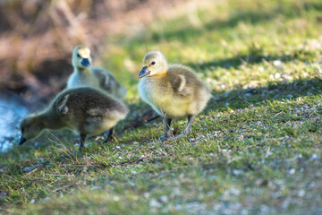 gosling - baby goose in the grass