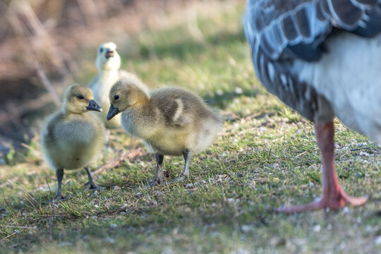 gosling - baby goose in the grass