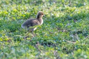 gosling - baby goose in the grass