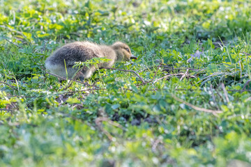 gosling - baby goose in the grass