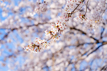 blooming tree in spring