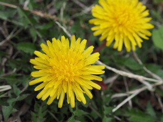 セイヨウタンポポ