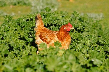 Hen.