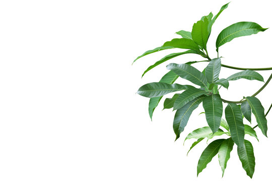 Mango Branches with Green Leaves Isolated on White Background wi