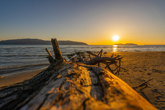 fallen tree on the beach at the sunset