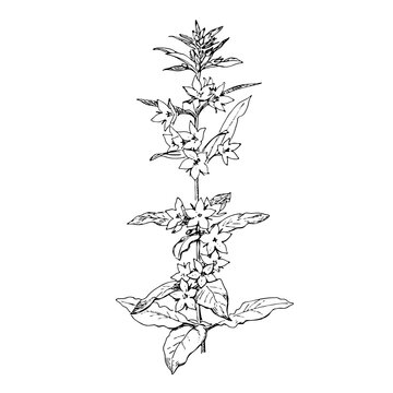Blossom bells flowers of Lusimachia punctata, dotted loosestrife. Hand drawn realistic botanical vector illustration Spotted Loosestrife. Large yellow loosestrife of the family Primulaceae.