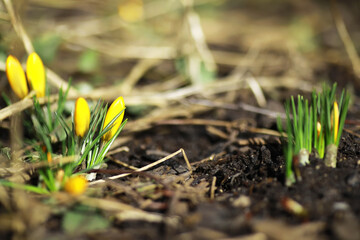 White and yellow crocuses in the country in the spring. Bright spring flowers. Fresh joyous plants bloomed. The young sprouts.