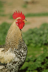 Plakat Rooster.