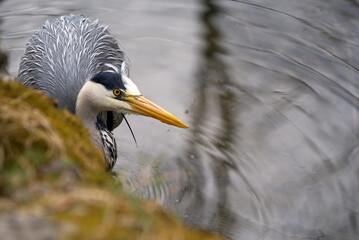 Grey heron (Ardea cinerea) close up at little pond at Zurich, Switzerland Photo taken April 11th, 2021.