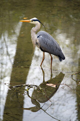 Grey heron (Ardea cinerea) close up at little pond at Zurich, Switzerland Photo taken April 11th, 2021.