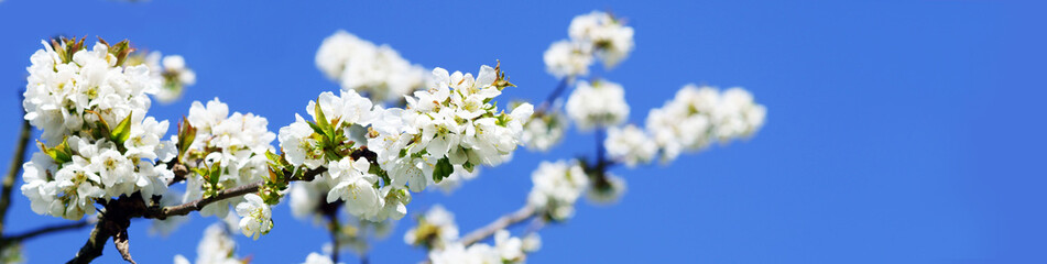 Cherry tree and blue sky, banner, header, headline, panorama