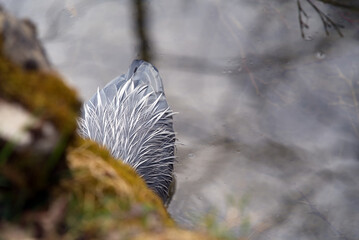 Grey heron (Ardea cinerea) close up at little pond at Zurich, Switzerland Photo taken April 11th, 2021.