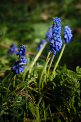 Blue hyacinth ina sunny day of spring