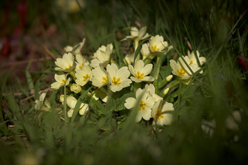 Yellow primroses in a sunny day of spring