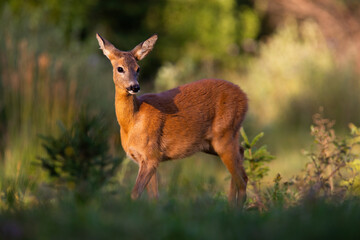 Roe deer female standing on glade in summer sunlight