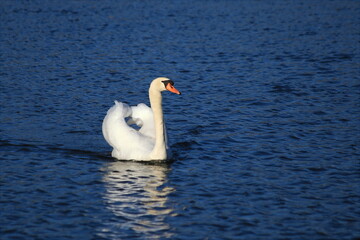 Höckerschwan schwimmt auf dem See
