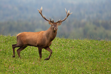 Red deer stag walking on grass with forest in background.