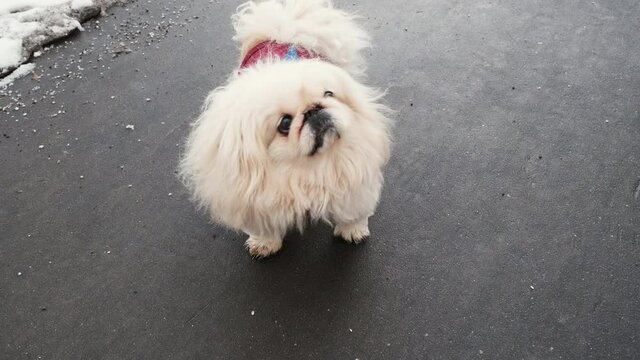 Dog of the Pekingese breed walk without protection on anti icing reagents. The concept of harming chemicals and detergents on the streets for the paws of animals