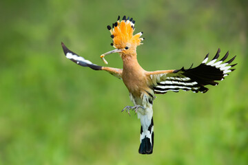 Enchanting eurasian hoopoe, upupa epos, holding a caterpillar while flying © WildMedia