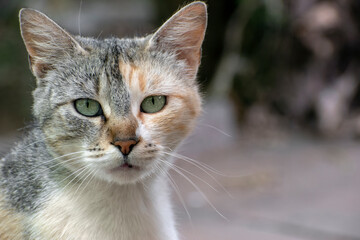 Tricolor cat with green eyes is serious looking at camera. Full face portrait of cat on blurred street background, copy space