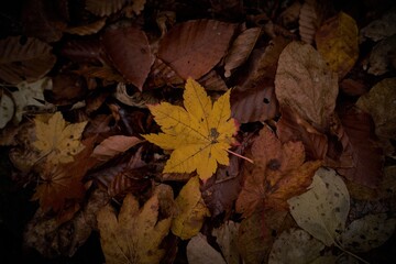 尾瀬ハイキングの風景、落葉