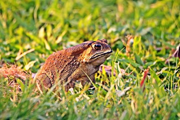 frog in the grass