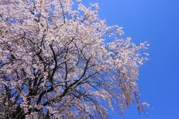 桜と青空