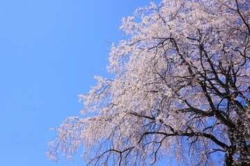 桜と青空
