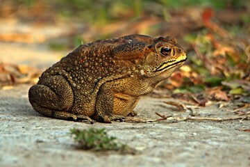 frog on the ground