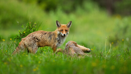 Naklejka na ściany i meble Red fox standing on green meadow with killed prey in summertime nature