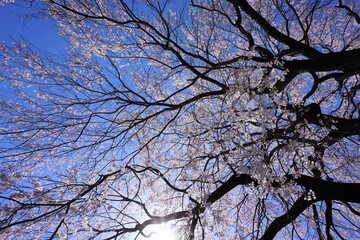 枝垂桜の枝と花