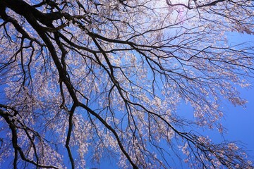 枝垂桜と花と枝