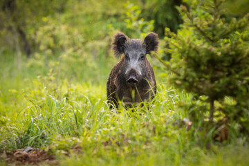 Curious wild boar, sus scrofa, looking from behind the grass on the forest clearing
