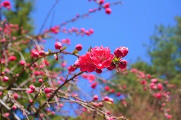 赤い花