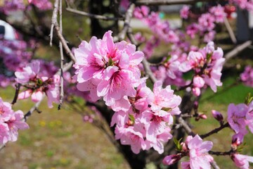 Fototapeta premium 桜